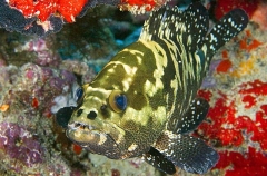 Camouflage Rockcod (Epinephelus polyphekadion) Camouflage Rockcod (Epinephelus polyphekadion)