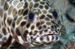 Longfin Grouper (Epinephelus quoyanus) Longfin Grouper (Epinephelus quoyanus)