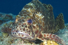 Longfin Grouper (Epinephelus quoyanus) Longfin Grouper (Epinephelus quoyanus)