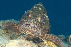 Longfin Grouper (Epinephelus quoyanus) Longfin Grouper (Epinephelus quoyanus)