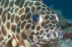 Longfin Grouper (Epinephelus quoyanus) Longfin Grouper (Epinephelus quoyanus)