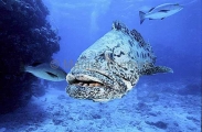 Potato Cod (Epinephelus tukula) Potato Cod (Epinephelus tukula)