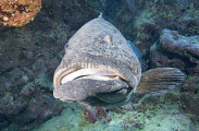 Potato Cod (Epinephelus tukula) Potato Cod (Epinephelus tukula)