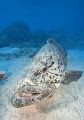 Potato Cod (Epinephelus tukula) Potato Cod (Epinephelus tukula)