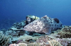 Potato Cod (Epinephelus tukula)