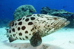 Potato Cod (Epinephelus tukula) Potato Cod (Epinephelus tukula)
