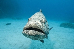 Potato Cod (Epinephelus tukula) Potato Cod (Epinephelus tukula)
