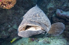 Potato Cod (Epinephelus tukula) Potato Cod (Epinephelus tukula)