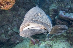Potato Cod (Epinephelus tukula) Potato Cod (Epinephelus tukula)