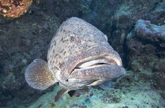 Potato Cod (Epinephelus tukula) Potato Cod (Epinephelus tukula)