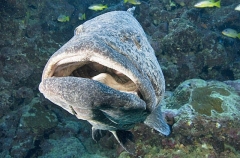 Potato Cod (Epinephelus tukula) Potato Cod (Epinephelus tukula)