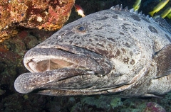 Potato Cod (Epinephelus tukula) Potato Cod (Epinephelus tukula)
