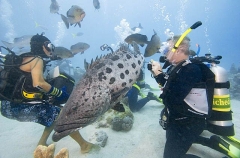 Tourist divers and dive guide feeding Potato Cod (Epinephelus tukula) Tourist divers and dive guide feeding Potato Cod (Epinephelus tukula)