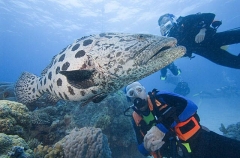 Potato Cod (Epinephelus tukula) Potato Cod (Epinephelus tukula)