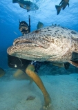 Dive guide feeding Potato Cod (Epinephelus tukula) Dive guide feeding Potato Cod (Epinephelus tukula)