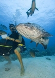 Dive guide feeding Potato Cod (Epinephelus tukula) Dive guide feeding Potato Cod (Epinephelus tukula)