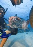Dive guide feeding Potato Cod (Epinephelus tukula) Dive guide feeding Potato Cod (Epinephelus tukula)