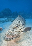 Potato Cod (Epinephelus tukula) Potato Cod (Epinephelus tukula)