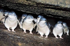 Fairy Penguins (Eudyptula minor novaehollandiae)