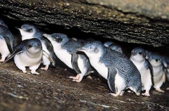 Fairy Penguins (Eudyptula minor novaehollandiae) Fairy Penguins (Eudyptula minor novaehollandiae)