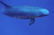 False Killer Whale (Pseudorca crassidens) False Killer Whale (Pseudorca crassidens)