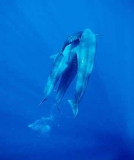 False Killer Whales (Pseudorca crassidens) False Killer Whales (Pseudorca crassidens)