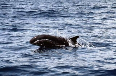 False Killer Whale (Pseudorca crassidens) False Killer Whale (Pseudorca crassidens)