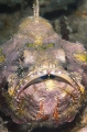 False Stonefish (Scorpaenopsis diabolus) False Stonefish (Scorpaenopsis diabolus)