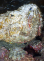 False Stonefish (Scorpaenopsis diabolus)