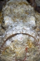 False Stonefish (Scorpaenopsis diabolus) False Stonefish (Scorpaenopsis diabolus)