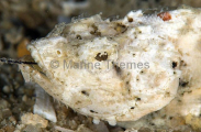 False Stonefish (Scorpaenopsis diabolus) False Stonefish (Scorpaenopsis diabolus)