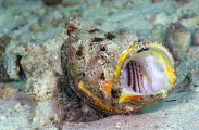False Stonefish (Scorpaenopsis diabolus) False Stonefish (Scorpaenopsis diabolus)