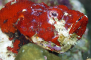 False Stonefish (Scorpaenopsis diabolus) False Stonefish (Scorpaenopsis diabolus)
