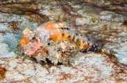 Orangebanded Stingfish (Choridactylus multibarbus)