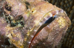False Stonefish (Scorpaenopsis diabolus) False Stonefish (Scorpaenopsis diabolus)