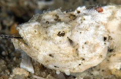 False Stonefish (Scorpaenopsis diabolus) False Stonefish (Scorpaenopsis diabolus)