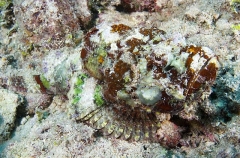 False Stonefish (Scorpaenopsis diabolus) False Stonefish (Scorpaenopsis diabolus)