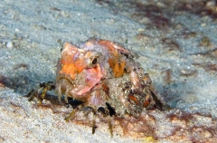 Orangebanded Stingfish (Choridactylus multibarbus) Orangebanded Stingfish (Choridactylus multibarbus)