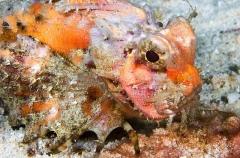 Orangebanded Stingfish (Choridactylus multibarbus) Orangebanded Stingfish (Choridactylus multibarbus)