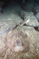 Eastern Fiddler Ray (Trygonorrhina Sp.) Eastern Fiddler Ray (Trygonorrhina Sp.)