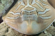 Eastern Fiddler Ray (Trygonorrhina Sp.) Eastern Fiddler Ray (Trygonorrhina Sp.)