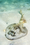 Southern Fiddler Ray (Trygonorrhina fasciata) Southern Fiddler Ray (Trygonorrhina fasciata)