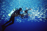 Cinematographer filming schooling fish. Cinematographer filming schooling fish.