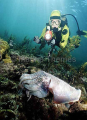 Giant Cuttlefish (Sepia apama) Giant Cuttlefish (Sepia apama)