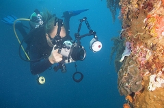 Diver with underwater camera photographing coral reef life. Diver with underwater camera photographing coral reef life.