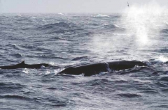 Fin Whales (Balaenoptera physalus) Fin Whales (Balaenoptera physalus)