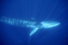Fin Whale (Balaenoptera physalus) Fin Whale (Balaenoptera physalus)
