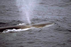 Fin Whale (Balaenoptera physalus) Fin Whale (Balaenoptera physalus)