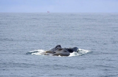 Fin Whale (Balaenoptera physalus) Fin Whale (Balaenoptera physalus)