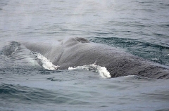 Fin Whale (Balaenoptera physalus) Fin Whale (Balaenoptera physalus)